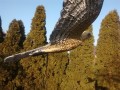 IMG_20161222_103102555.jpg